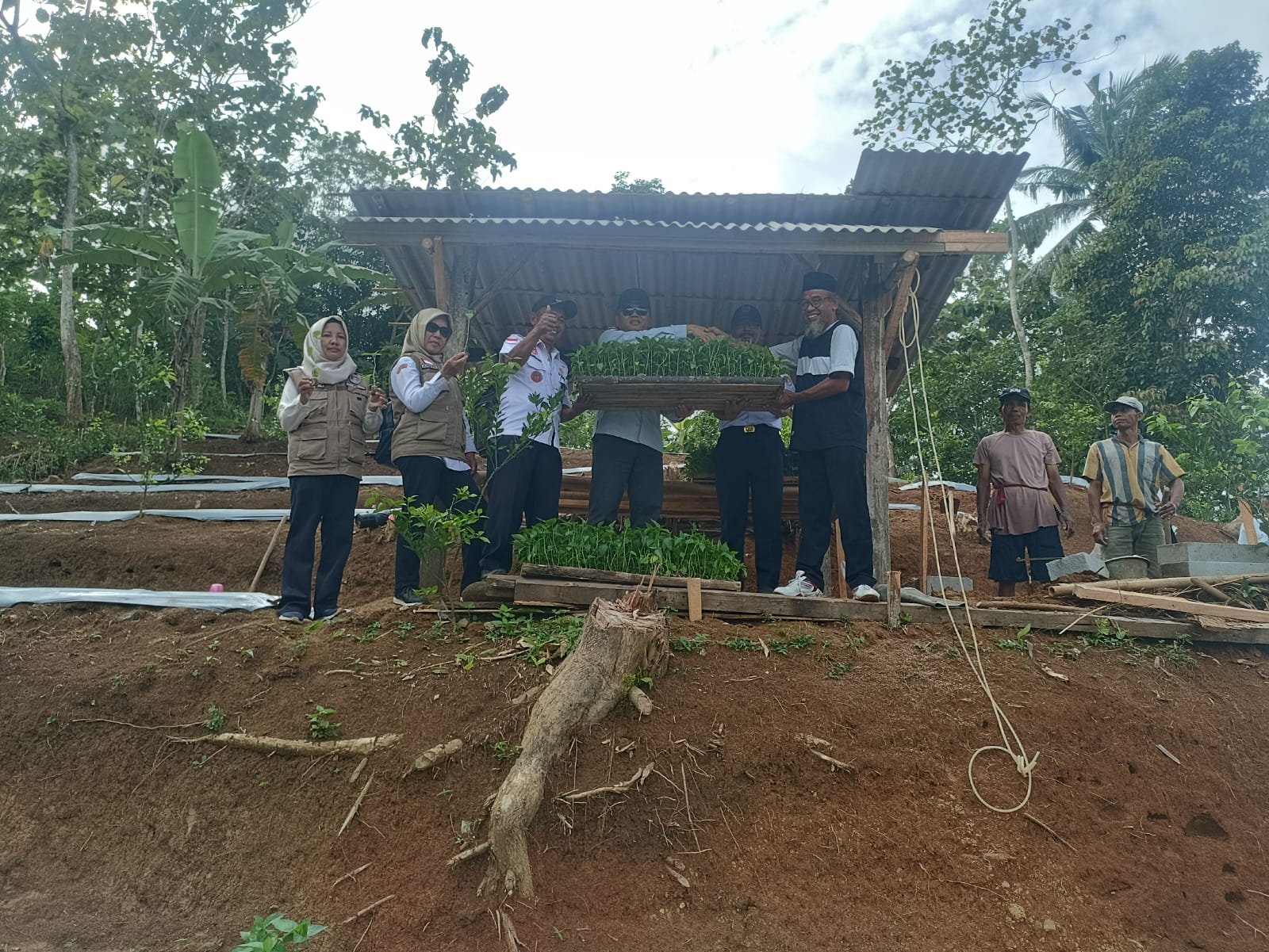 PRODUK UNGGULAN BUMDES SRI RAHAYU DESA CIBALUNG TANAM 20.000 POHON CABAI DILAHAN PEGUNUNGAN
